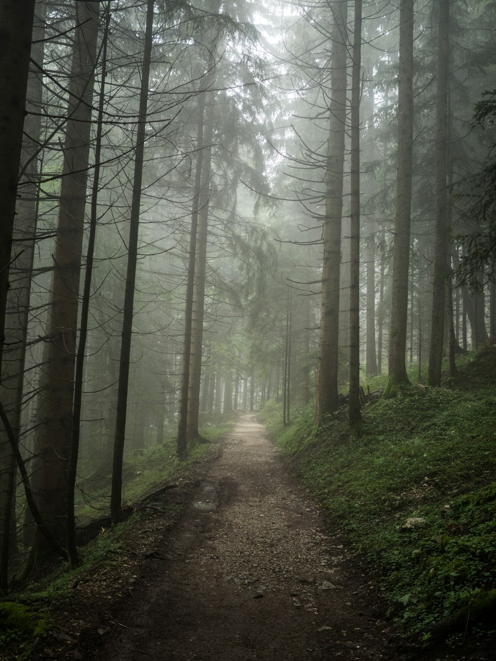 Sendero a lo largo del bosque durante el día de niebla