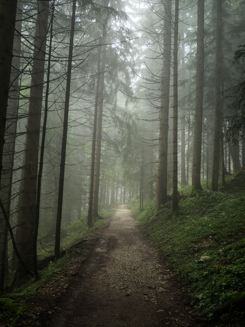 Caminho ao longo da floresta durante o dia de nevoeiro