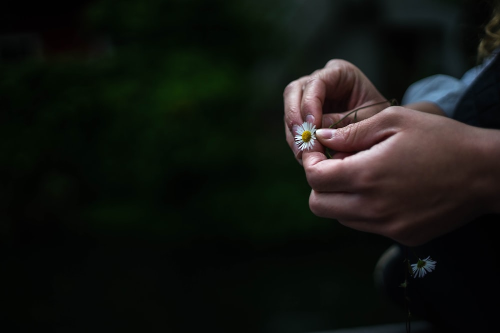 person holding white baby's breath flower closeup photography