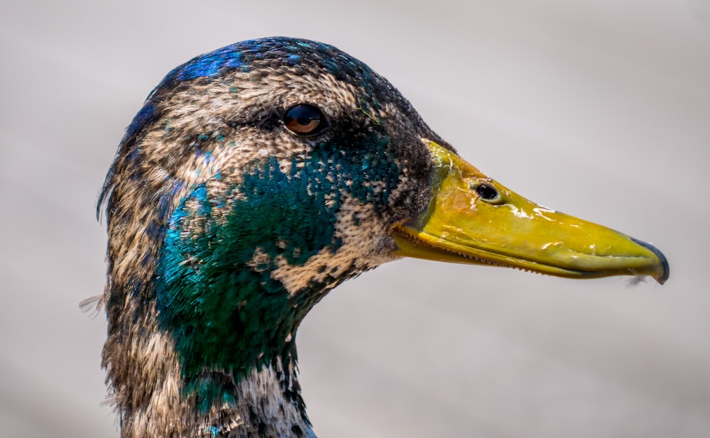 selected focus photo of brown head duck