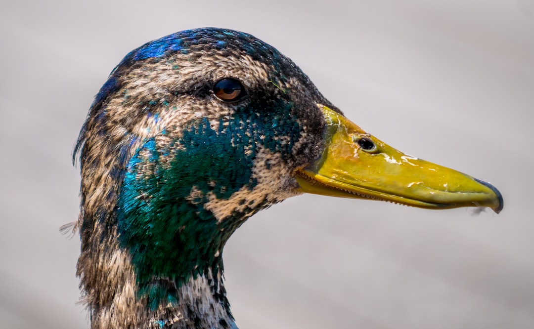 How Do Ducks Breathe?
