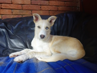 A happy puppy sitting calmly on a cozy blanket in a bright living room.