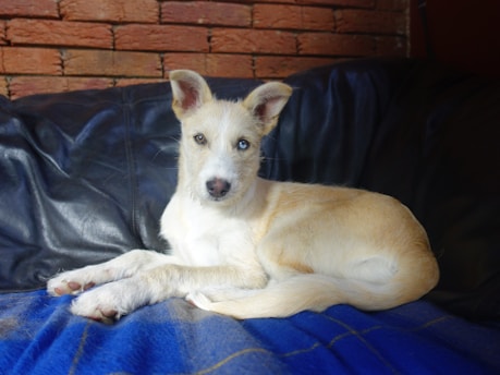 A happy puppy sitting calmly on a soft blanket in a cozy home setting.