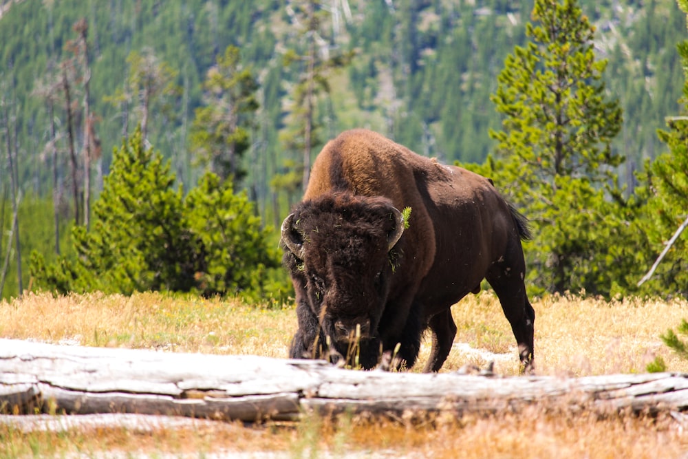 brown bison eating grass