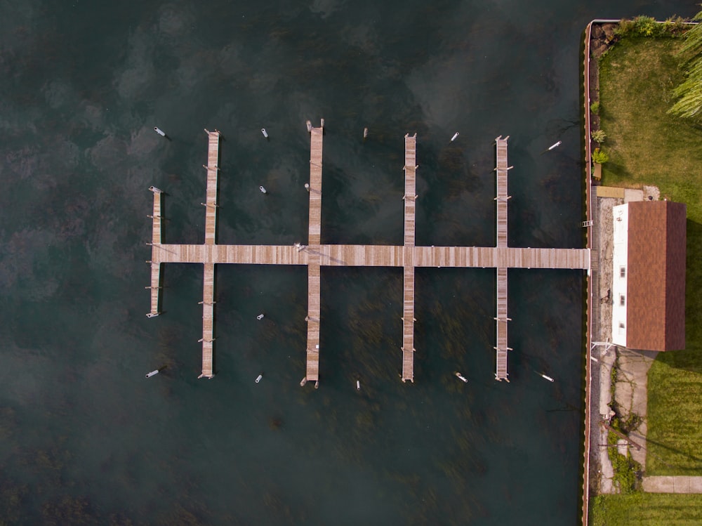 bird's eye photography of brown seadock