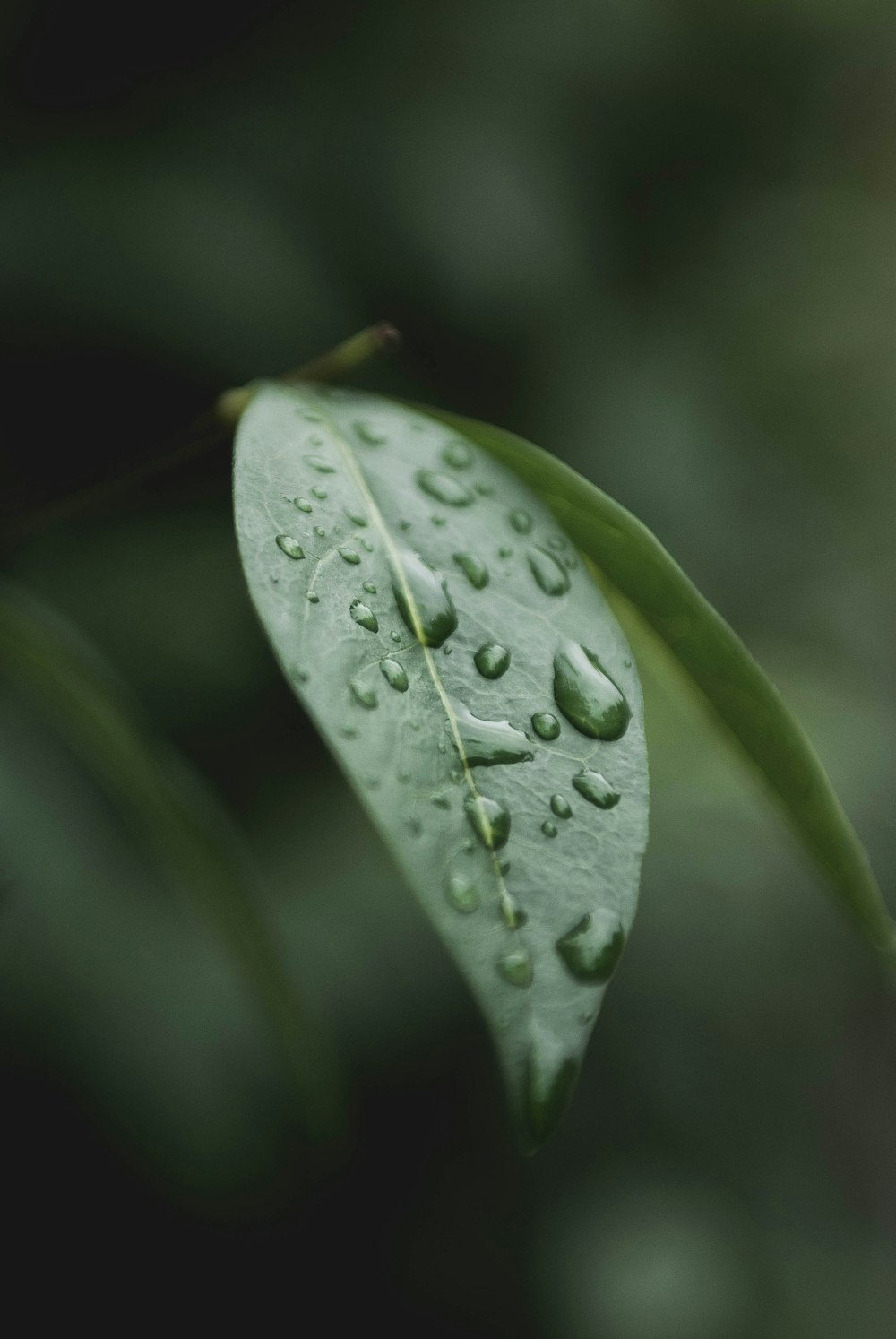 foco superficial de la hoja verde