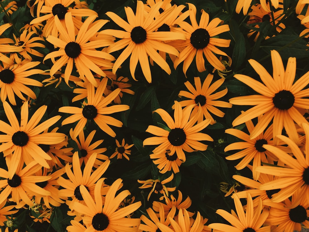 Foto Flores de Susan de ojos negros – Imagen Flor gratis en Unsplash