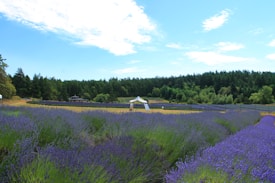 A vast lavender field stretches towards the horizon, with rows of vibrant purple flowers contrasting against the green forest backdrop. A small white pavilion is situated amid the field, providing a focal point. Blue skies with scattered clouds create a serene and tranquil setting.