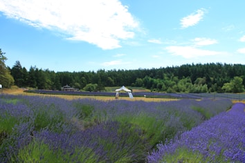 A vast lavender field stretches towards the horizon, with rows of vibrant purple flowers contrasting against the green forest backdrop. A small white pavilion is situated amid the field, providing a focal point. Blue skies with scattered clouds create a serene and tranquil setting.
