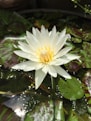 white lotus