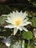 white lotus