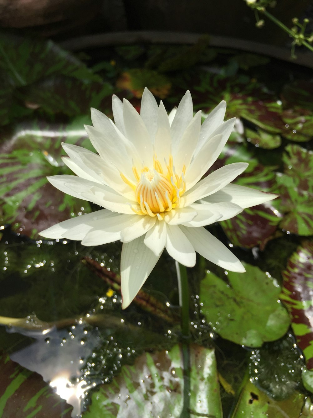 white lotus