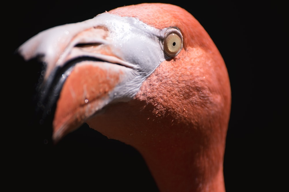 fotografia macro fotografada de flamingo rosa