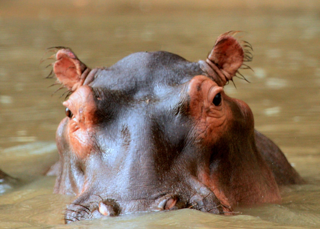  macro shot of black animal hippopotamus