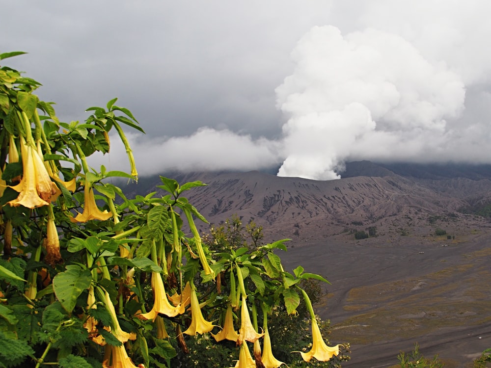 volcanic ash coming from a volcano