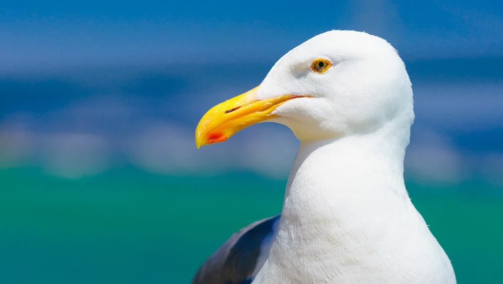 selective focus photo of white bird at daytime