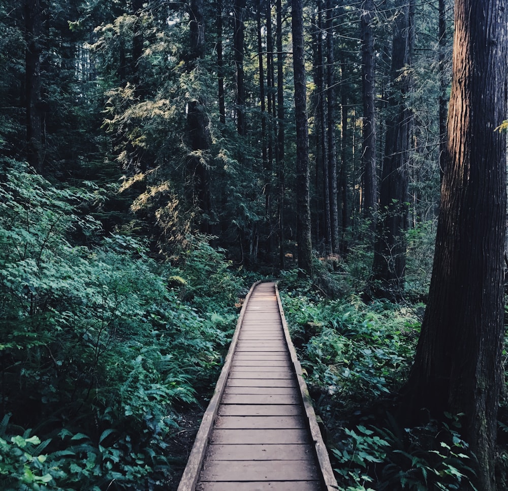 narrow brown wooden pathway near wooden tress