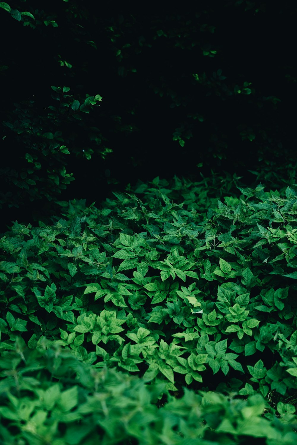 green leafed plant