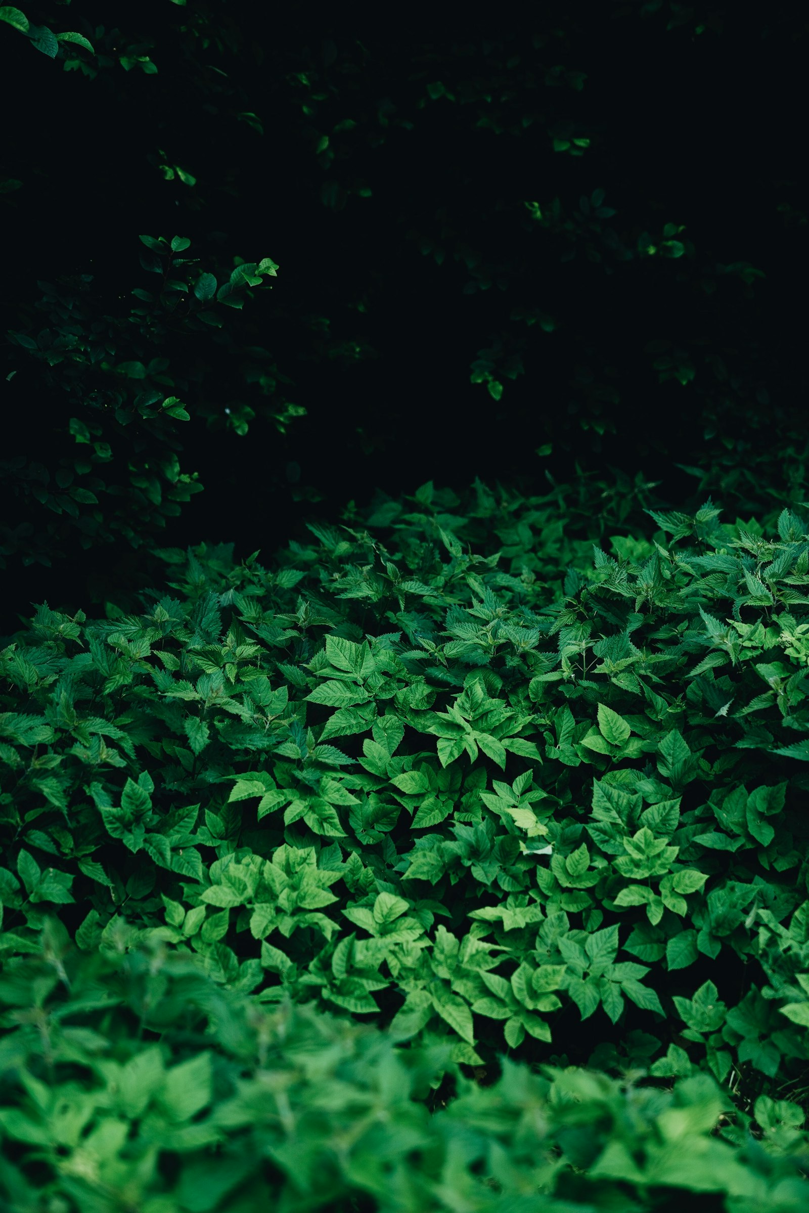 Sony a7R II + Sony FE 24-70mm F2.8 GM sample photo. Green leafed plant photography