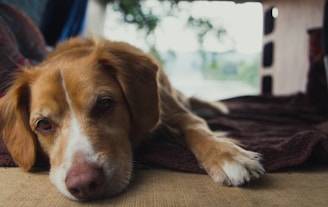Close-up of a relaxed dog with a gentle expression, lying on a soft blanket.