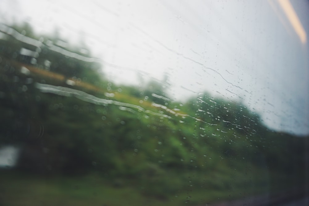 trees reflected on vehicle's window with water droplets