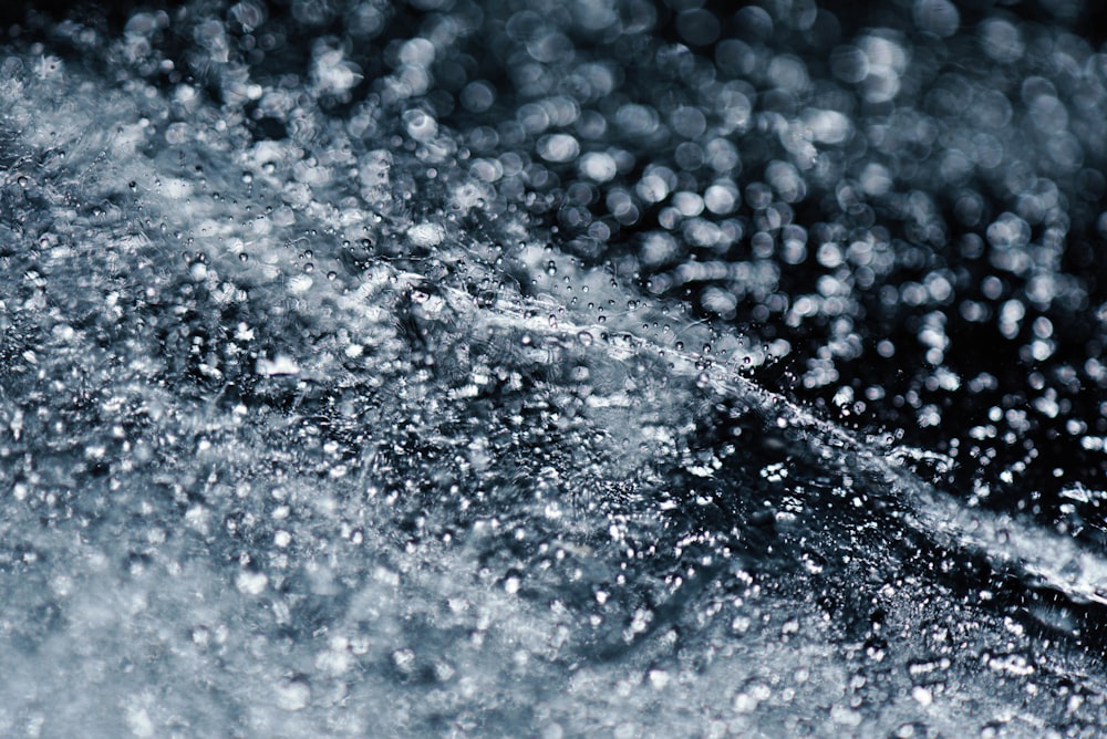 closeup photo of dew drops