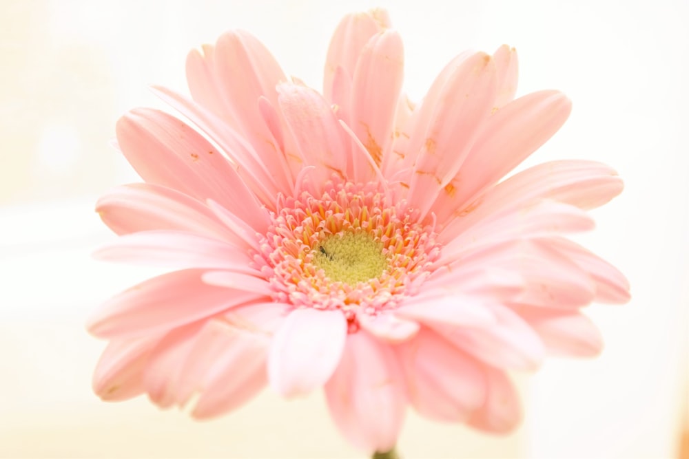 flor de margarita rosa en flor