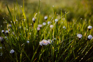 Delicate dew drops resting on a cluster of wildflowers, capturing the quiet details of nature.