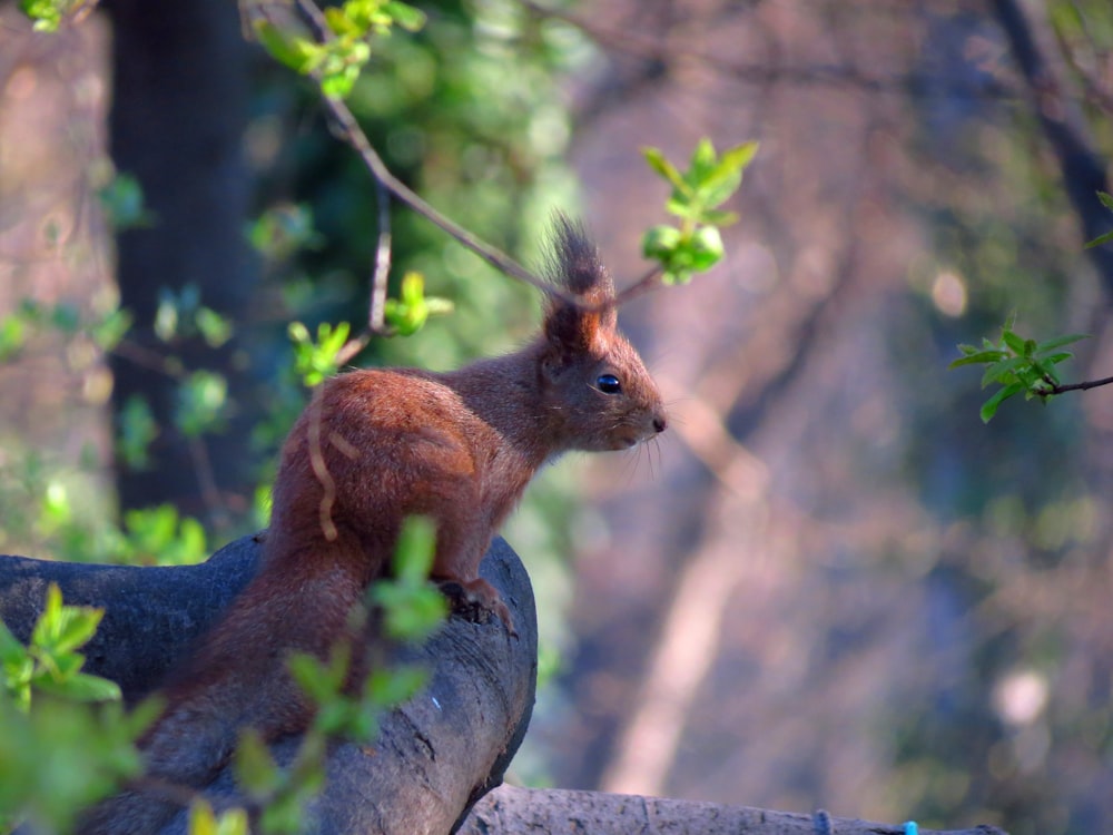 brown rabbit on tree branch