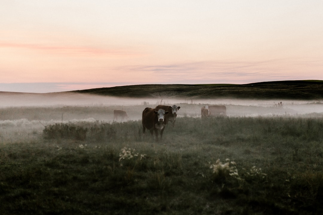 black cow standing on green grass, Cows at Dusk