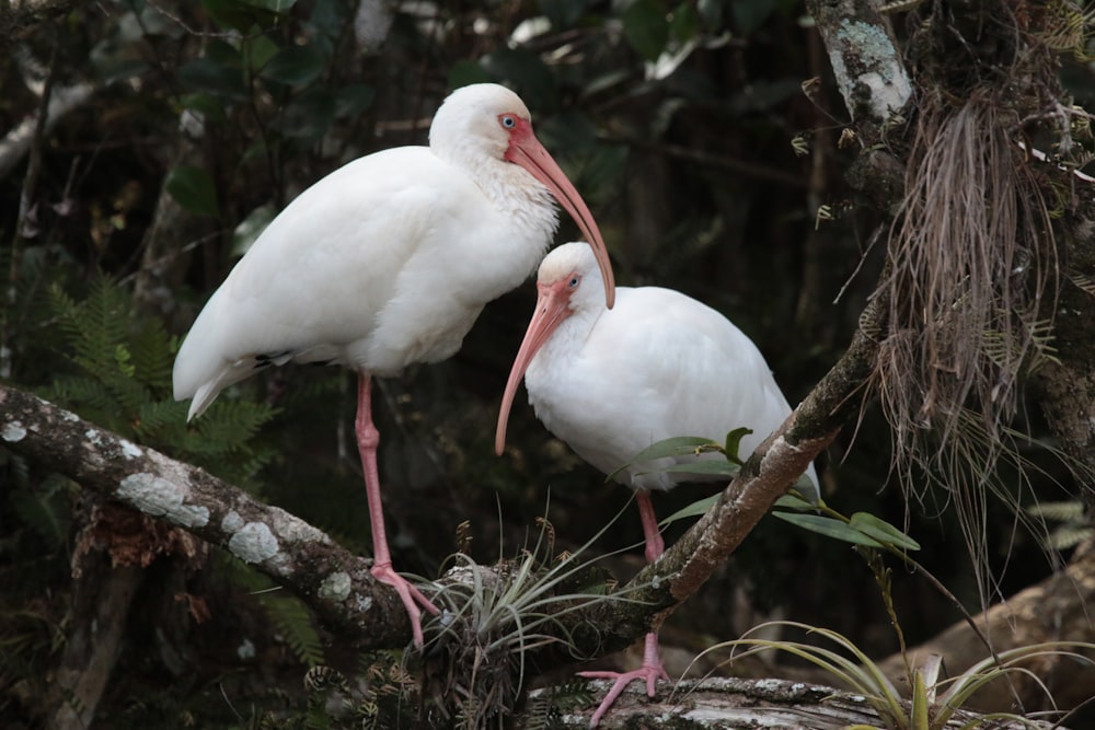 two white long neck birds on tree branch