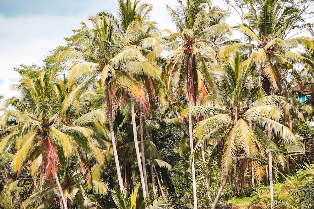 Foto de ángulo bajo de cocoteros