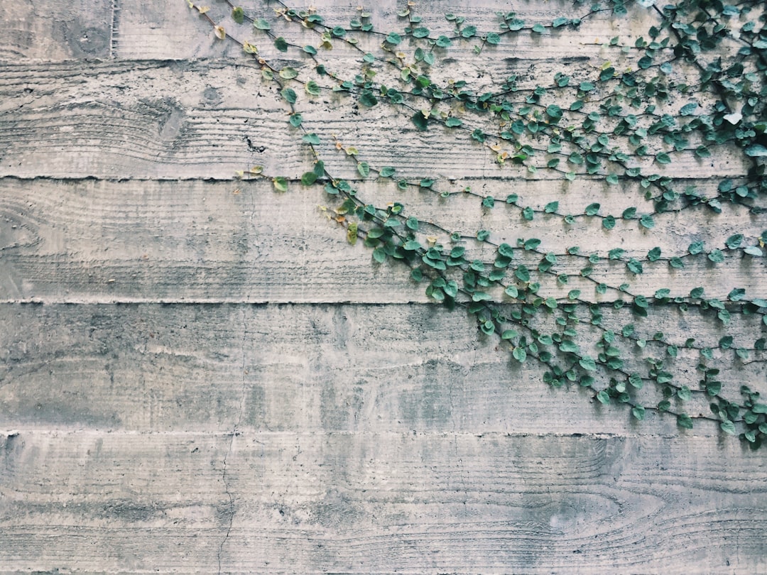 green plants on beige wooden panel, Vine Background