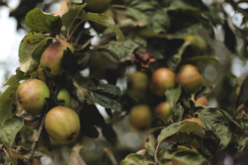 a tree filled with lots of green apples