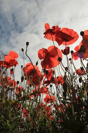 red flowers with green leaves