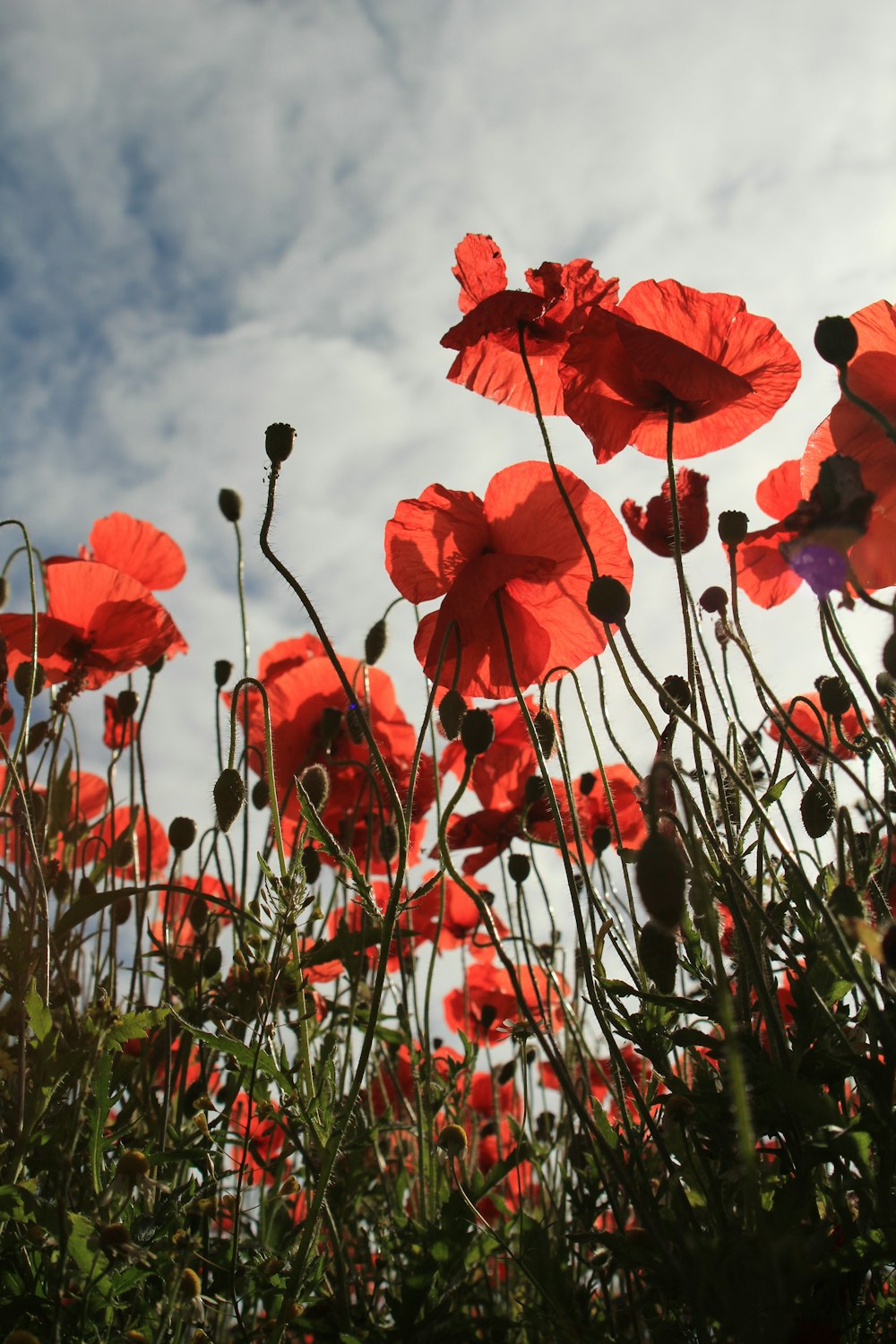 red flowers with green leaves