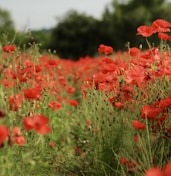 red petaled flower field at daytime