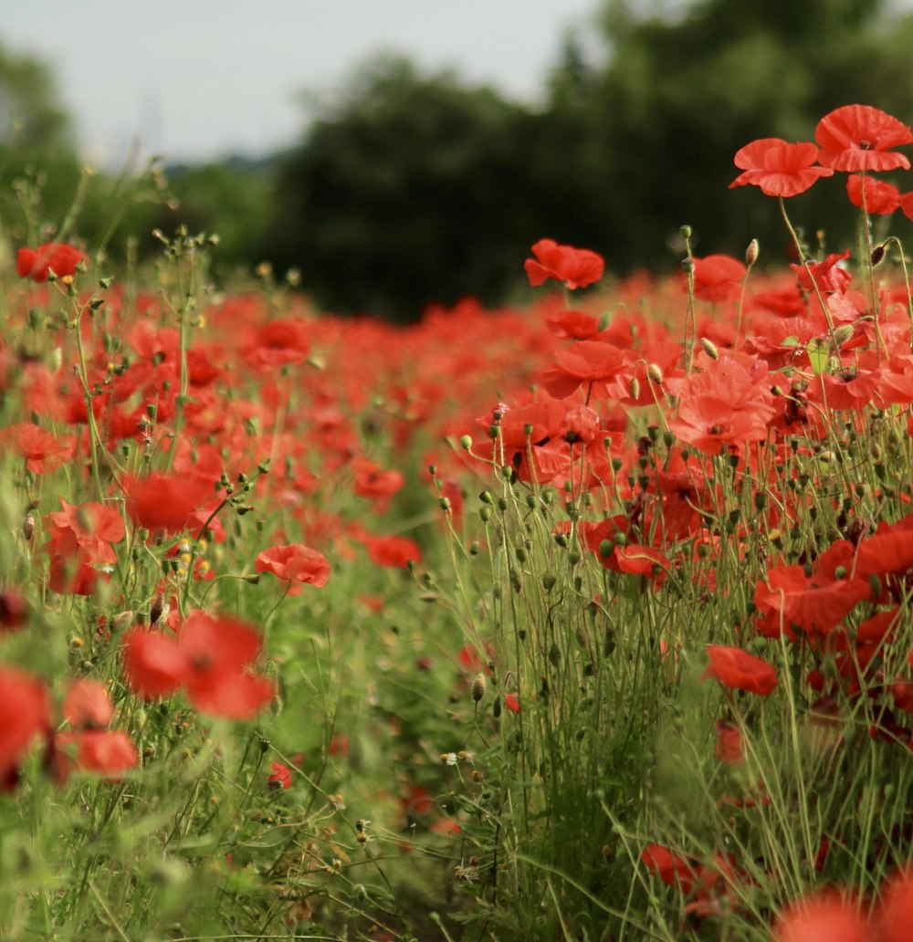 red petaled flower field at daytime