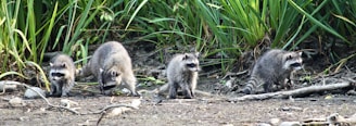 Four raccoons explore a natural setting surrounded by lush green foliage. The ground is covered with sticks and stones, and the raccoons appear to be sniffing and foraging.
