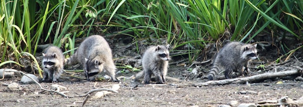 Four raccoons explore a natural setting surrounded by lush green foliage. The ground is covered with sticks and stones, and the raccoons appear to be sniffing and foraging.