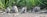 Four raccoons explore a natural setting surrounded by lush green foliage. The ground is covered with sticks and stones, and the raccoons appear to be sniffing and foraging.