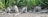 Four raccoons explore a natural setting surrounded by lush green foliage. The ground is covered with sticks and stones, and the raccoons appear to be sniffing and foraging.