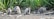 Four raccoons explore a natural setting surrounded by lush green foliage. The ground is covered with sticks and stones, and the raccoons appear to be sniffing and foraging.