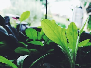 Close-up of lush green leaves with subtle neon data overlays representing AI analysis.