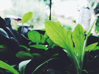 Close-up of healthy tree leaves after eco-friendly treatment in a garden near Plovdiv.