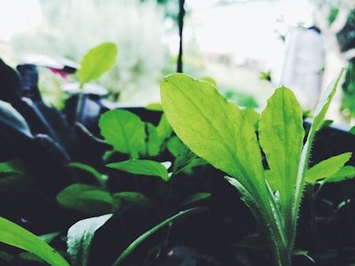 Close-up of healthy green leaves after expert tree trimming in a residential garden