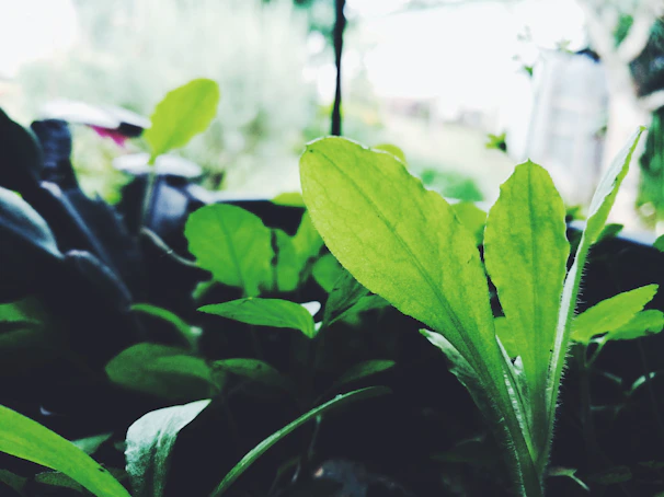 Close-up of healthy tree leaves after eco-friendly treatment in a garden near Plovdiv.
