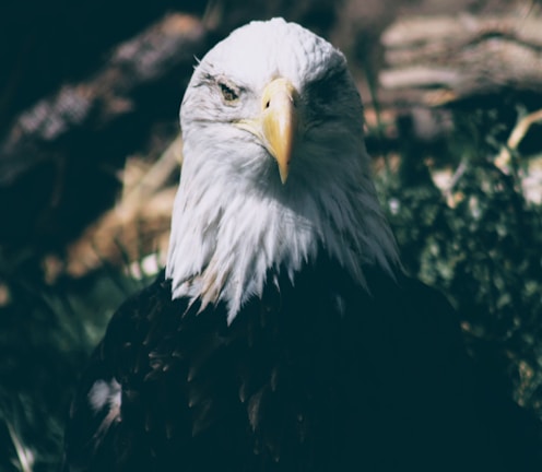 macro shot photography of bald eagle