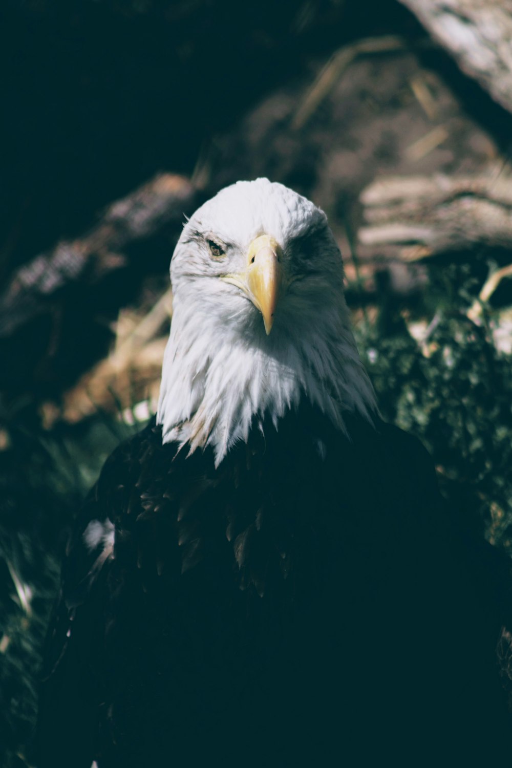 macro shot photography of bald eagle