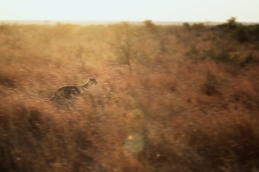 brown animal running on green grass field